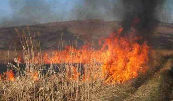 Incendiu de vegetatie