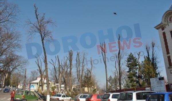 Dorohoi_copaci mutilati_06