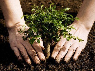 Copac-plantare