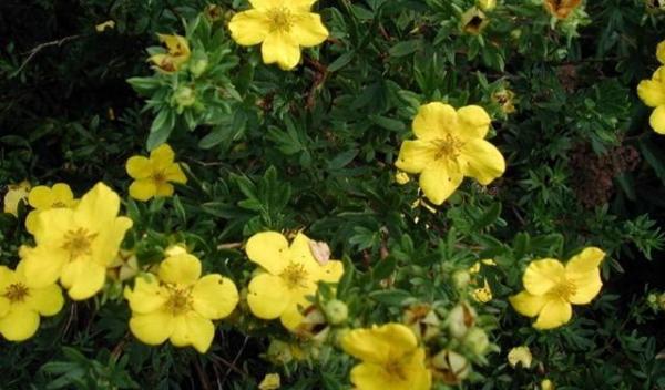 Potentila Fruticosa