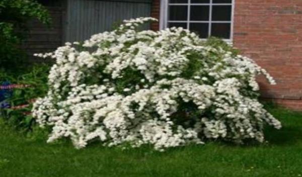 Spiraea x vanhouttei