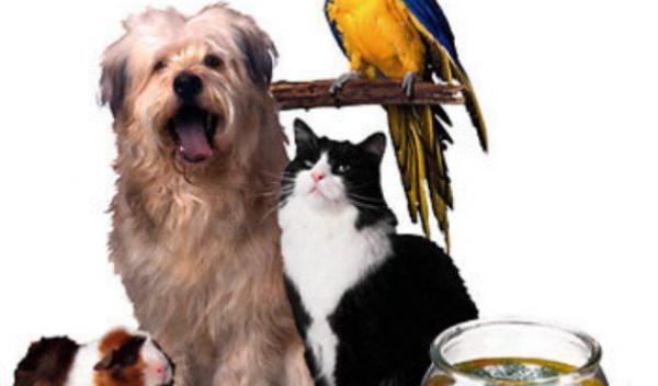 animal-de-companie