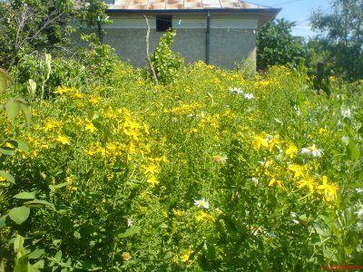 plante medicinale