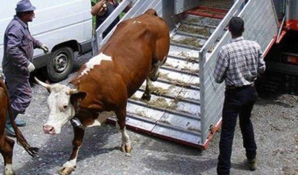Transport ilegal de animale, depistat de poliţiştii botoșăneni