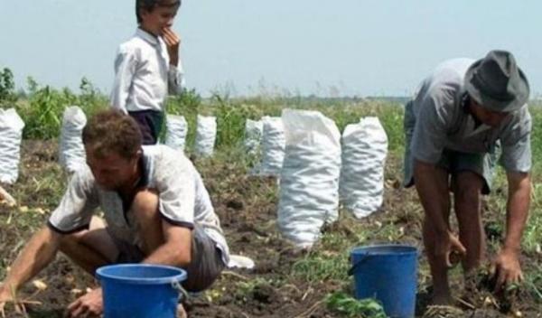 producatori-agricoli-ajutorul-social