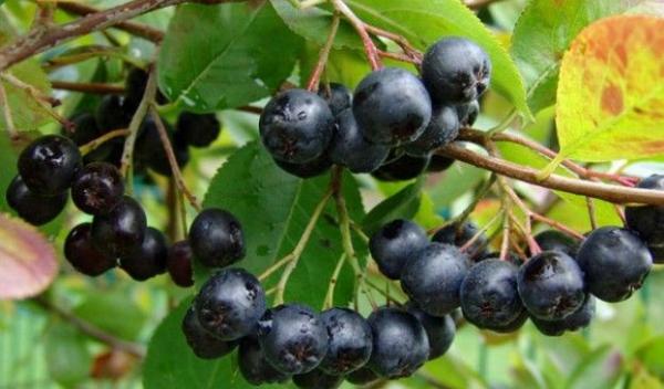 Aronia