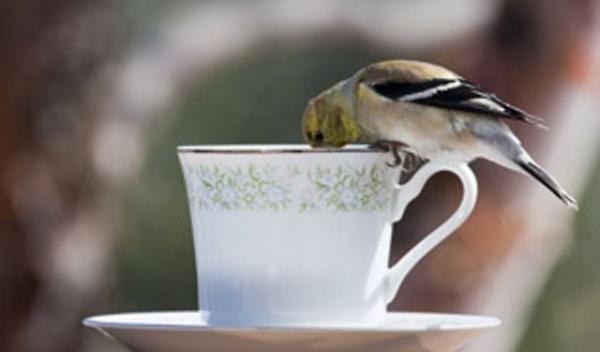 cafea