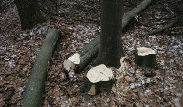 tăiere ilegală de arbori