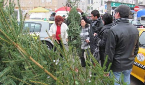 brazi de Crăciun vânduţi fără acte
