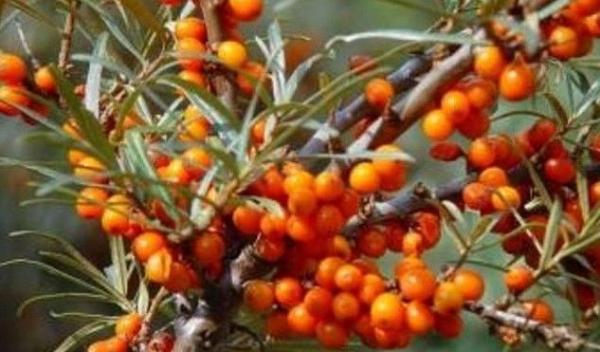 Grădina Verde vă informează - Despre cultivarea cătinei albe (Hippophae rhamnoides)