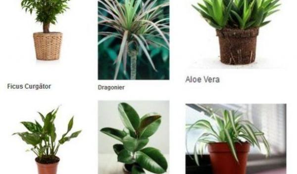 plante