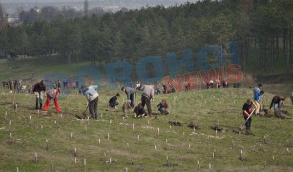 actiune-de-plantare Dorohoi