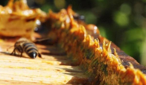 Propolis