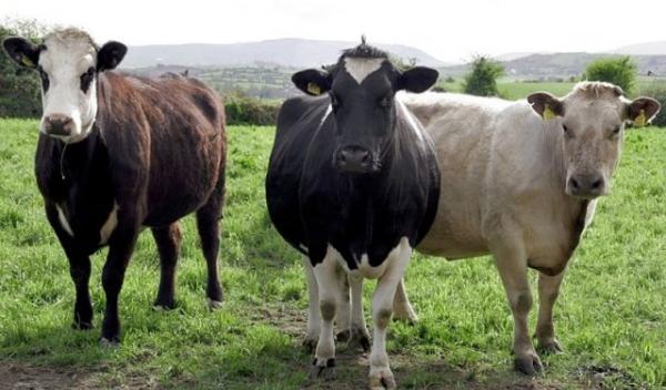hoti_de_bovine