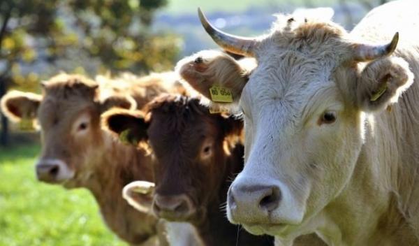 animale ferma
