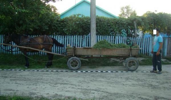 tigari ascunse atelaj hipo