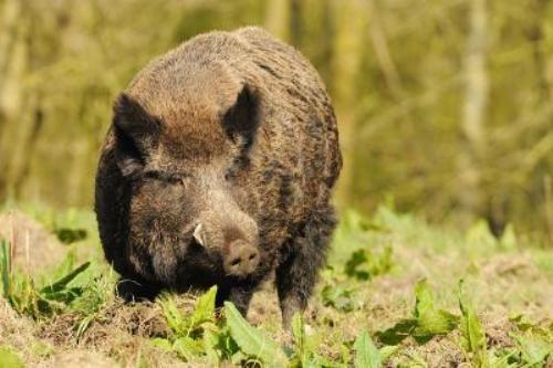 porci mistreti