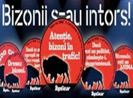 bizon in trafic