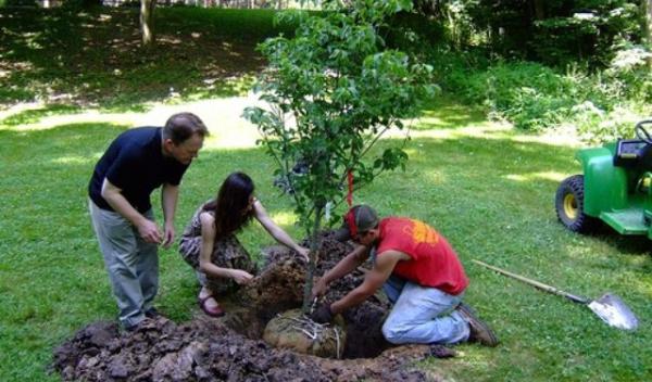 plantezi un pom fructifer