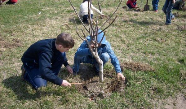 plantare copaci