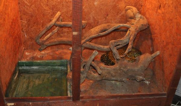 Expoziţie cu reptile vii Dorohoi (3)