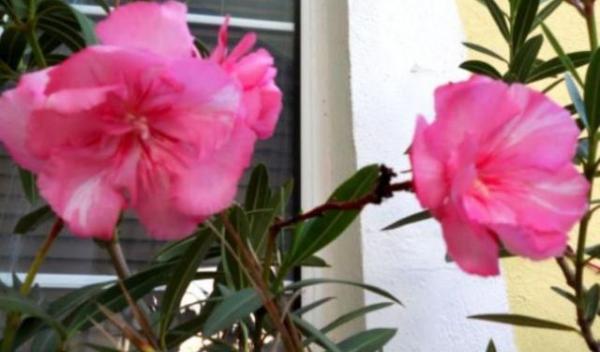 plante-ornamentale