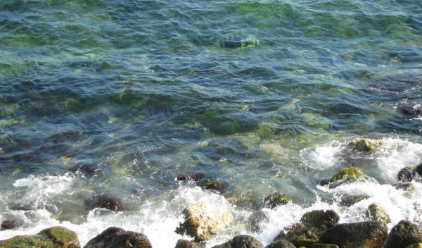 marea neagra