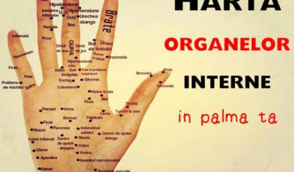 harta_organelor_interne