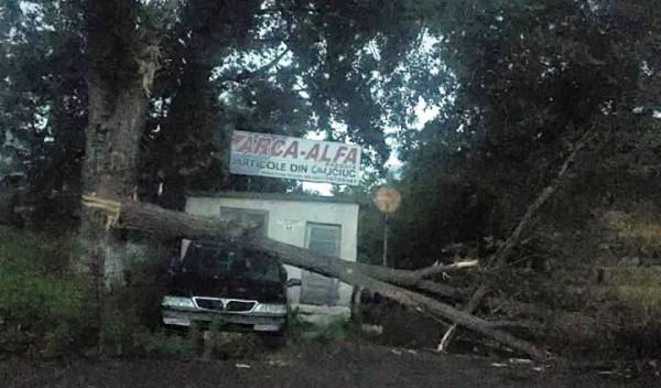Masina avariara de un copac in Botosani