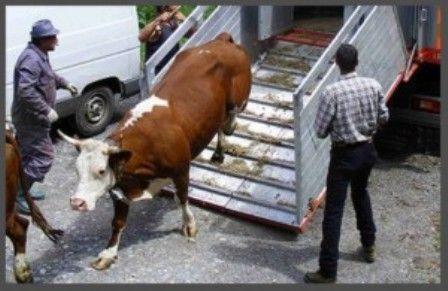 transport-bovine